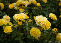 Sunmaid van Kordes Roses